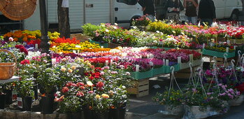 BARBAUX Fleurs (Christophe et Sandrine BARBAUX)